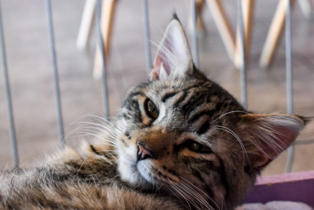 80 gatos viven en el Panteón Municipal de Puebla, denuncia asociación