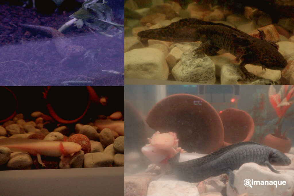 Este es el bosque del ajolote en Puebla