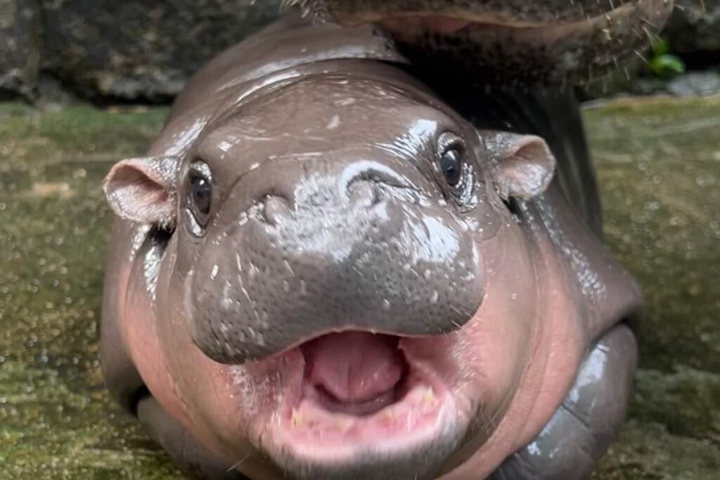 Moo Deng, el bebé hipopótamo pigmeo de Tailandia que se viralizó en redes