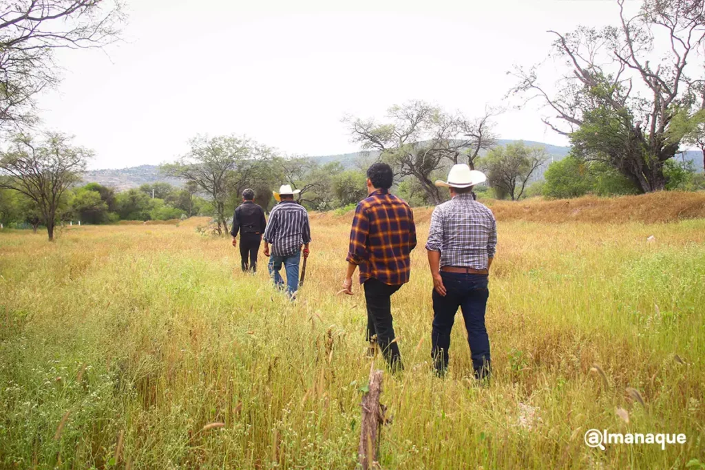 Así es el proceso de destilación del mezcal en el rancho Cordero Negro en Tehuacán 8 Proceso de destilacion rancho cordero negro Tehuacan 1