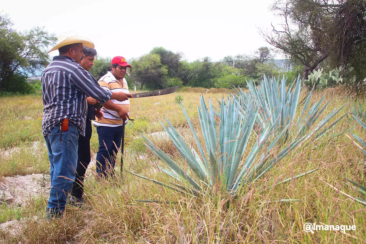 Así es el proceso de destilación del mezcal en el rancho Cordero Negro en Tehuacán 5 Proceso de destilacion rancho cordero negro Tehuacan 2