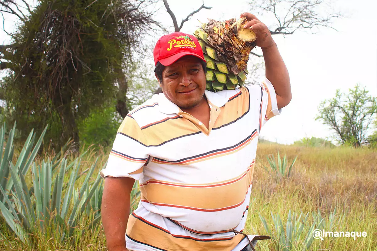 Así es el proceso de destilación del mezcal en el rancho Cordero Negro en Tehuacán 6 Proceso de destilacion rancho cordero negro Tehuacan 3
