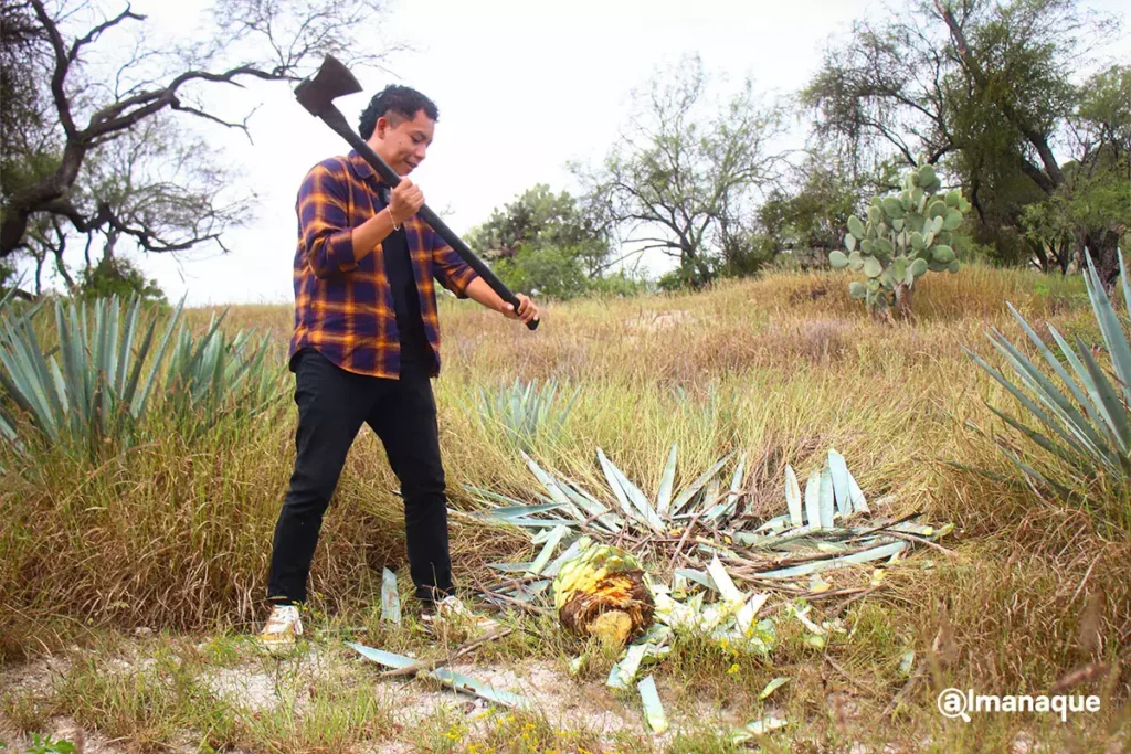 Así es el proceso de destilación del mezcal en el rancho Cordero Negro en Tehuacán 11 Proceso de destilacion rancho cordero negro Tehuacan 4