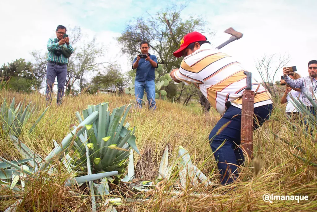 Así es el proceso de destilación del mezcal en el rancho Cordero Negro en Tehuacán 9 Proceso de destilacion rancho cordero negro Tehuacan 5