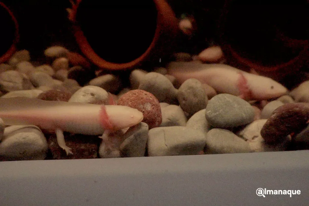 bosque del ajolote en Puebla 1