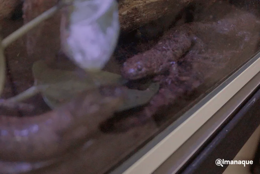 bosque del ajolote en Puebla 14