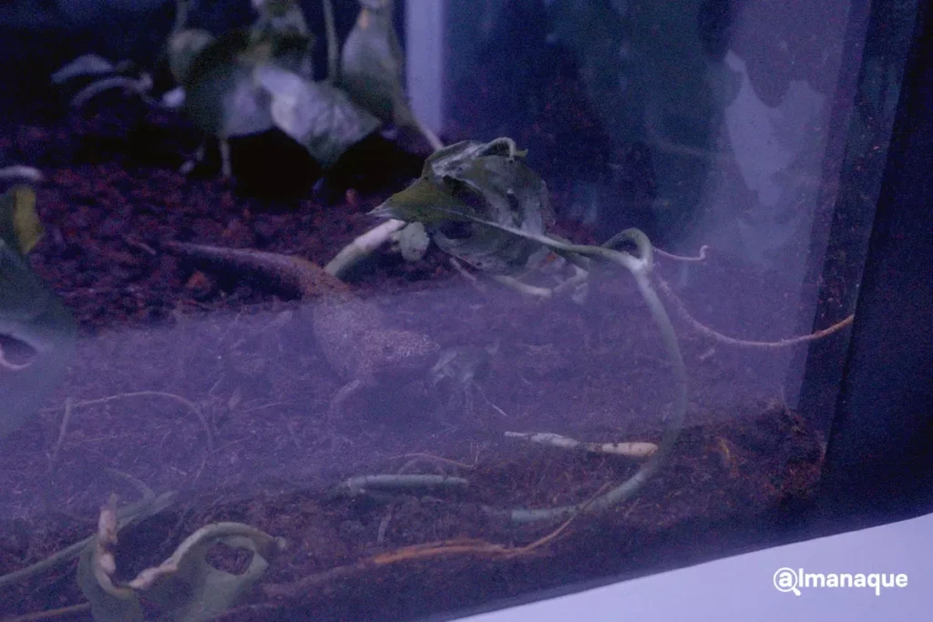 bosque del ajolote en Puebla 15