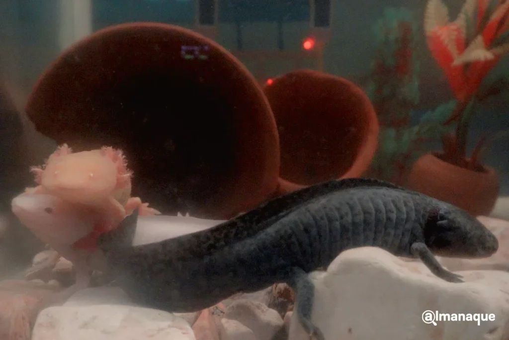 bosque del ajolote en Puebla 7