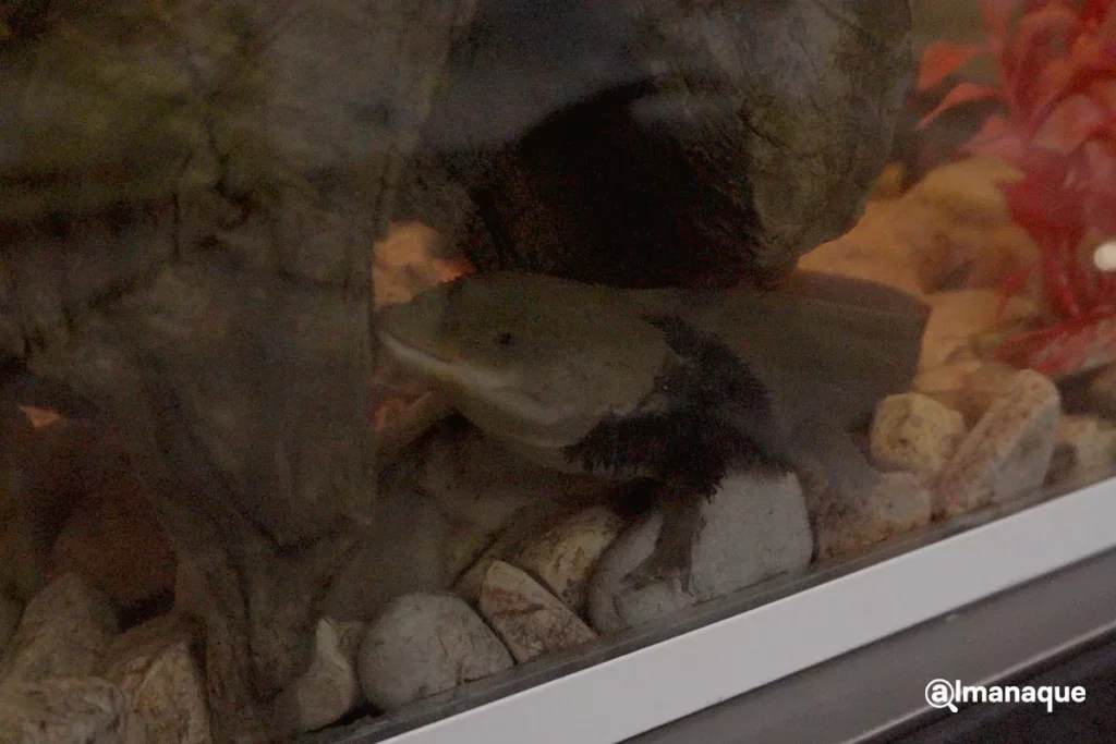 bosque del ajolote en Puebla 8