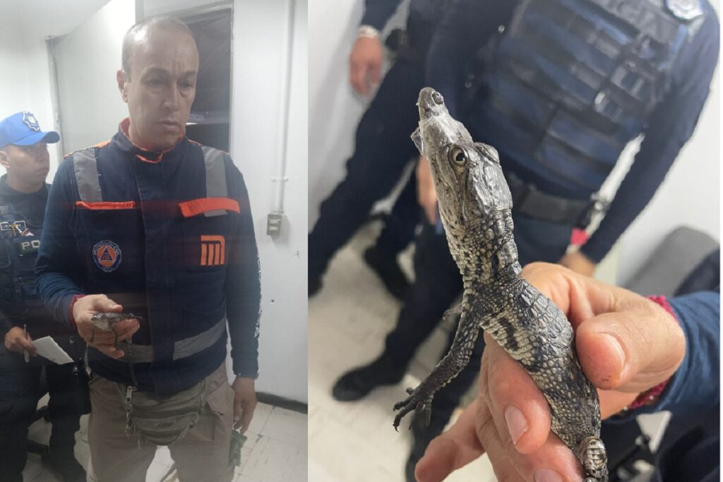 Encuentran un cocodrilo en el Metro de la CDMX