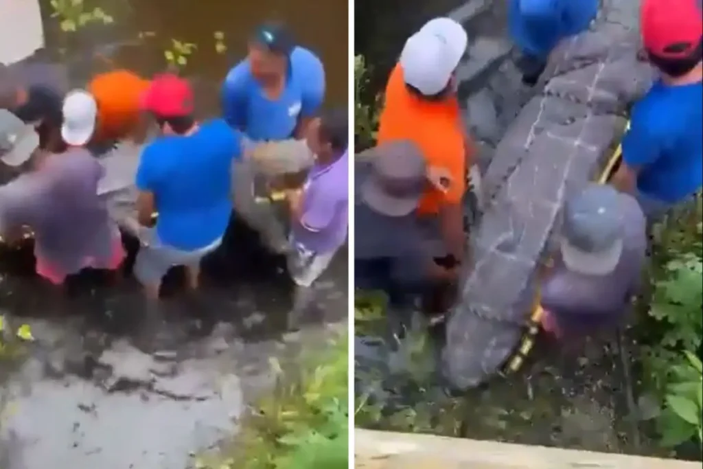 Cocodrilos en Oaxaca invaden casas y playas tras el paso del huracán John