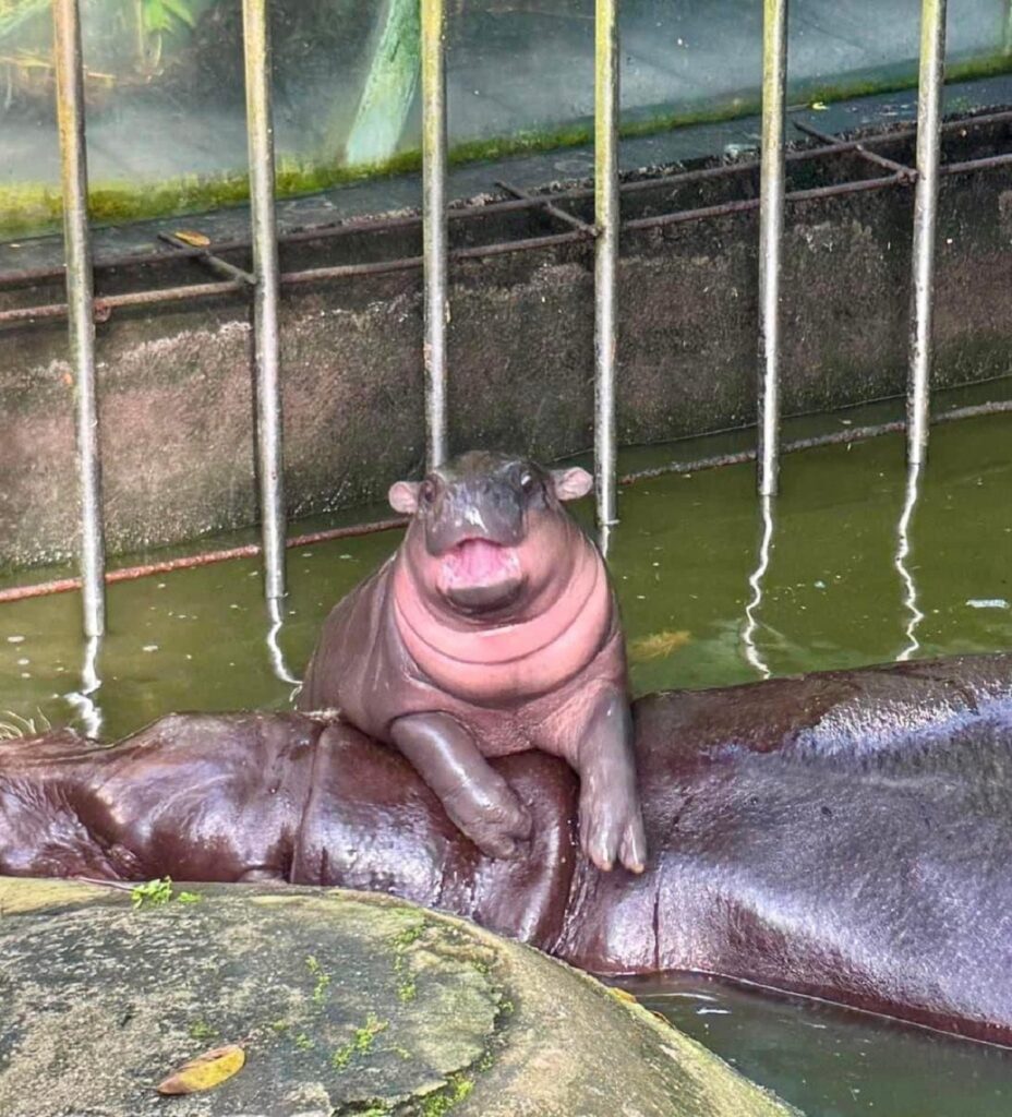 Moo Deng, el bebé hipopótamo pigmeo de Tailandia que se viralizó en redes