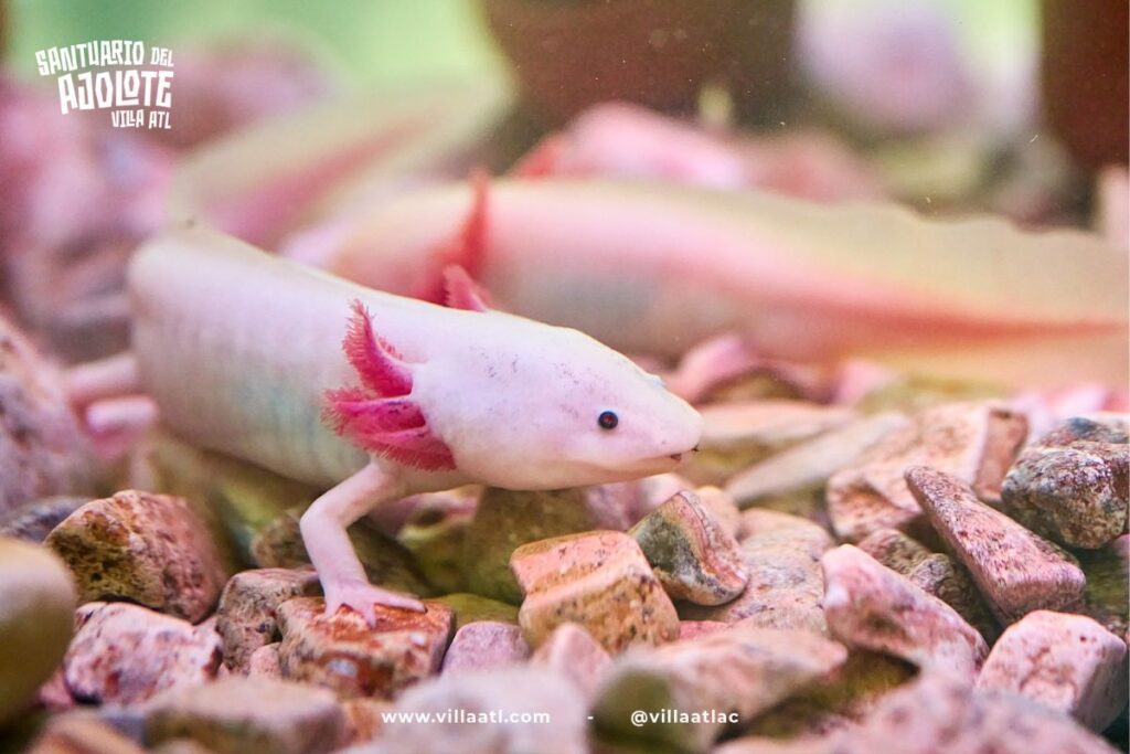 santuario del ajolote en puebla 1