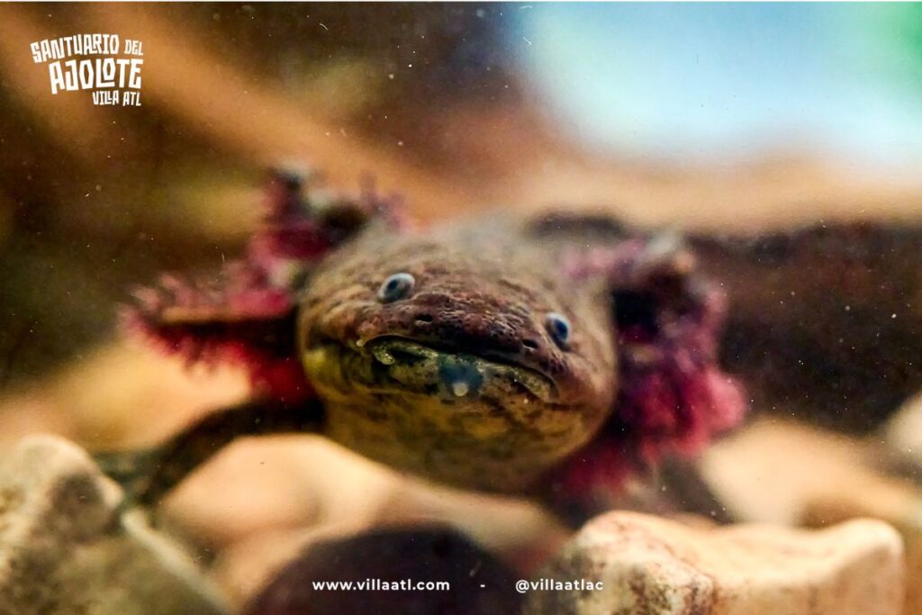 santuario del ajolote en puebla 2