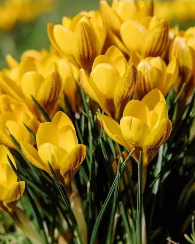 Significado de recibir flores amarillas el 21 de septiembre
