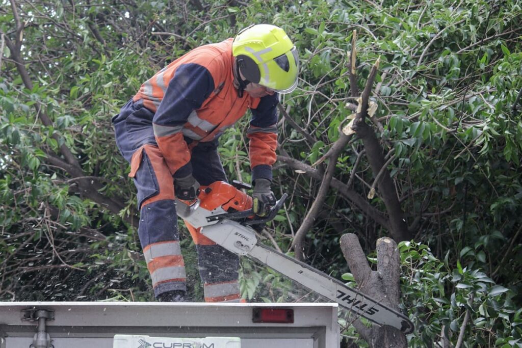 Ayuntamiento de Puebla derribará más de 2 mil árboles en riesgo de colapsar
