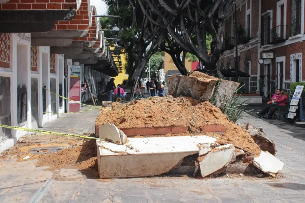 Costará 12 mil pesos retirar árbol que cayó en el Barrio del Artista  