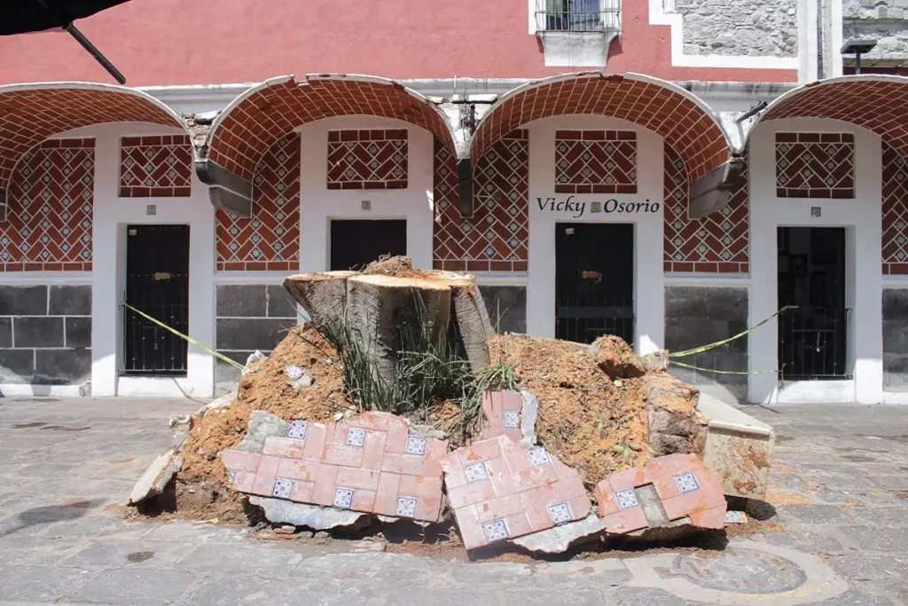 Costará 12 mil pesos retirar árbol que cayó en el Barrio del Artista  