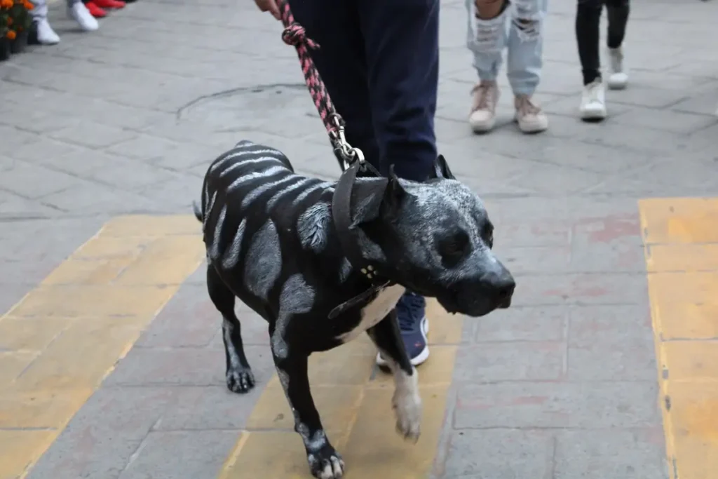 Roberto Solís preside el espectáculo  Luz y Canto como parte de los eventos del festival Camino de las Almas