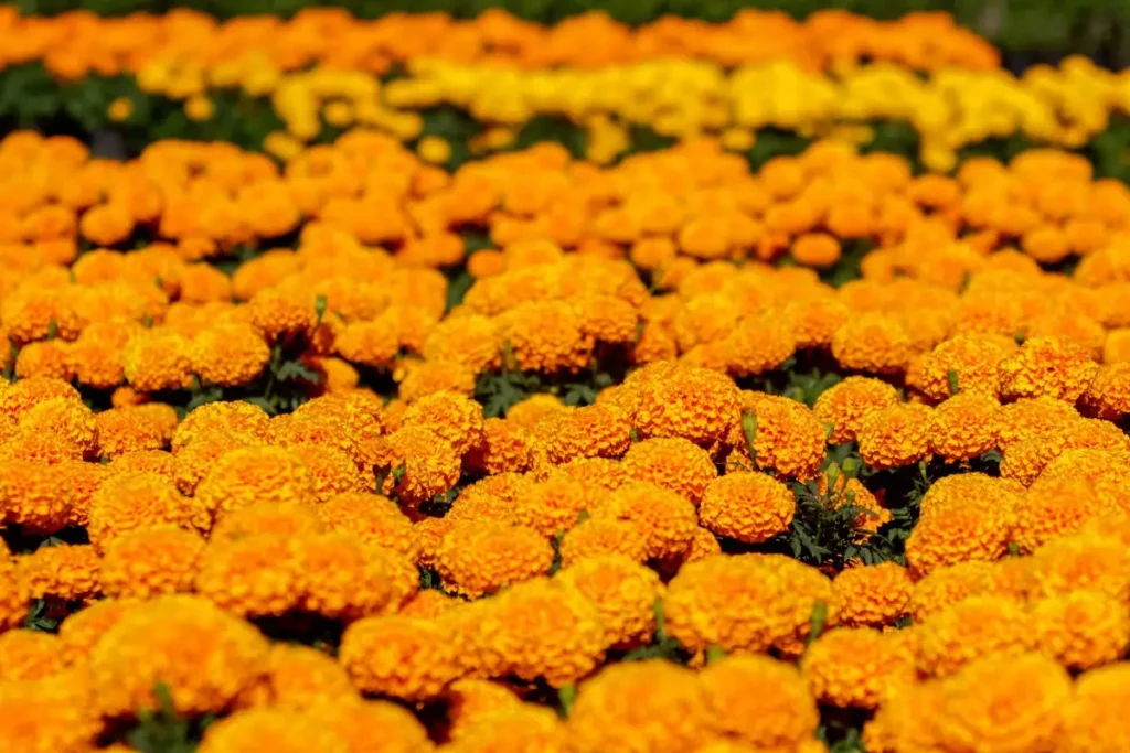 Temporada de muertos en Atlixco Valle de Catrinas, Festival del Cempasúchil y Feria de la Cecina