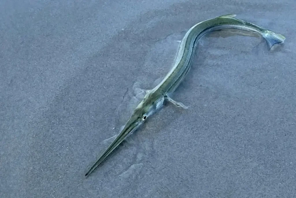 Surfista italiana muere al ser atravesada por un pez aguja; ¿por qué es peligrosa esta especie?