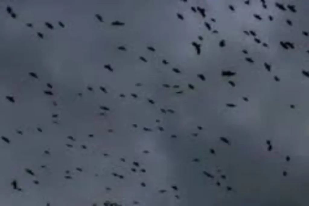 Cazahuracanes captan aves atrapadas en el ojo del huracán Milton