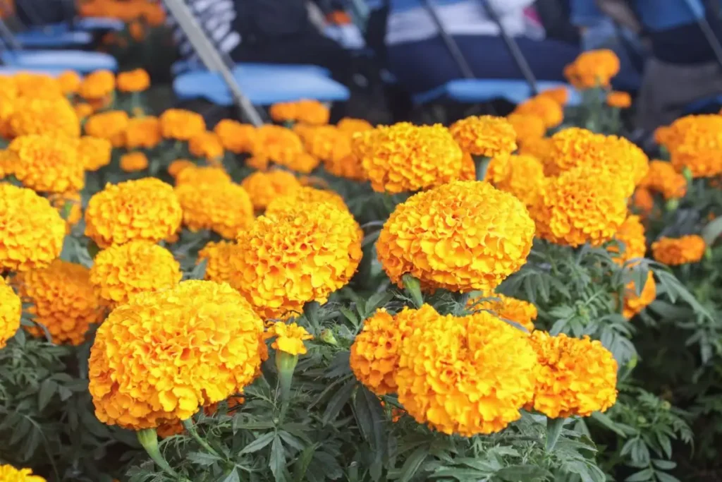 ¿En Puebla se vende Cempasúchil falso? Esto es lo que debes saber antes de Día de Muertos