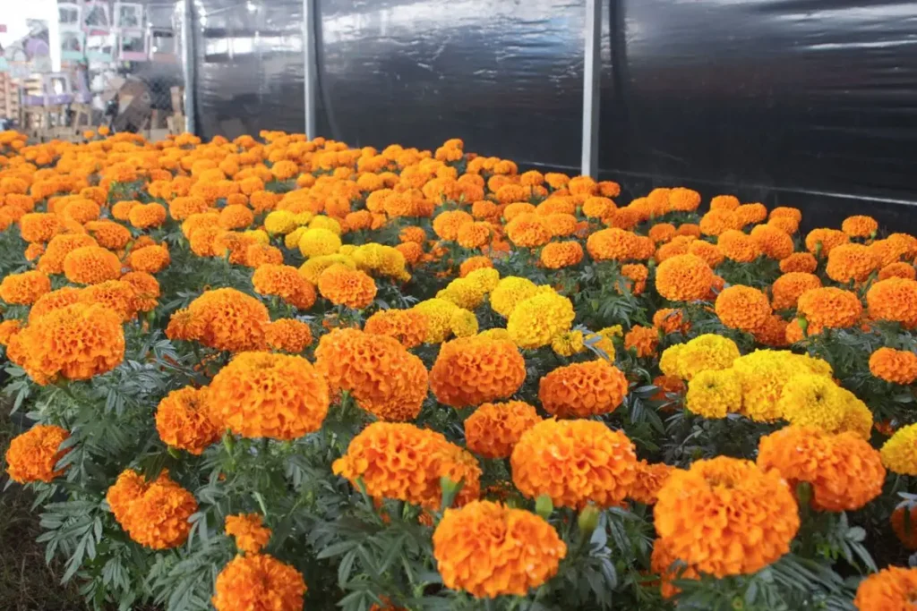 ¿En Puebla se vende Cempasúchil falso? Esto es lo que debes saber antes de Día de Muertos