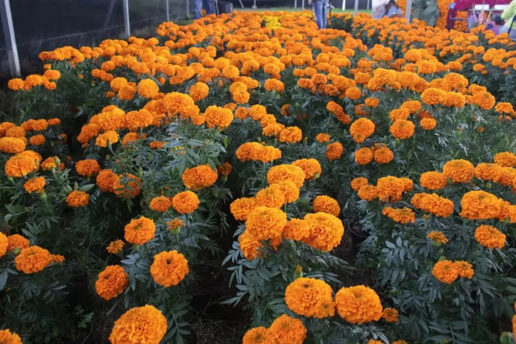 cempasuchil falso se vende en puebla 3