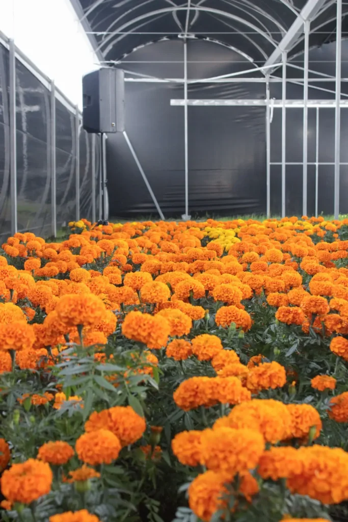 cempasuchil falso se vende en puebla 4