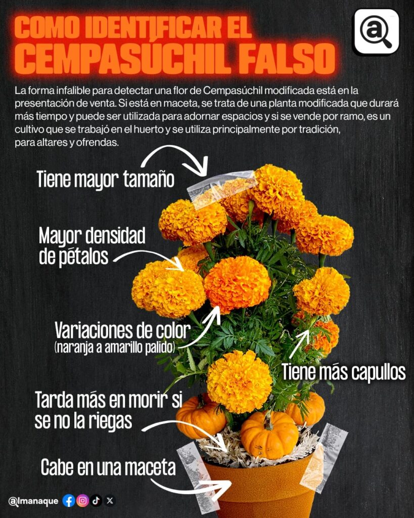 cómo identificar el cempasúchil falso?