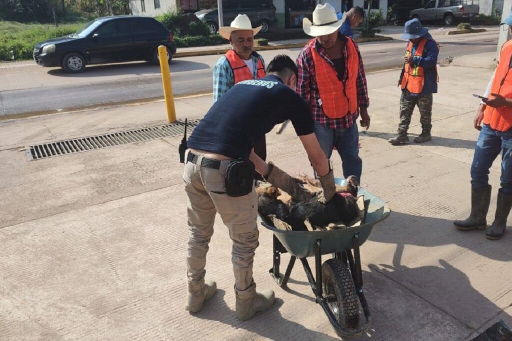 Arrancan la piel a lomito y lo abandonan en la calle bajo el sol en Ahuacatlán