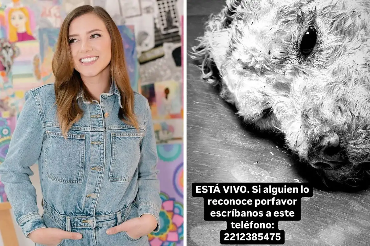 ¿Lo conoces? Influencer Dani Hoyos rescata a perrito atropellado en Puebla 1 ¿Lo conoces? Influencer Dani Hoyos rescata a perrito atropellado en Puebla