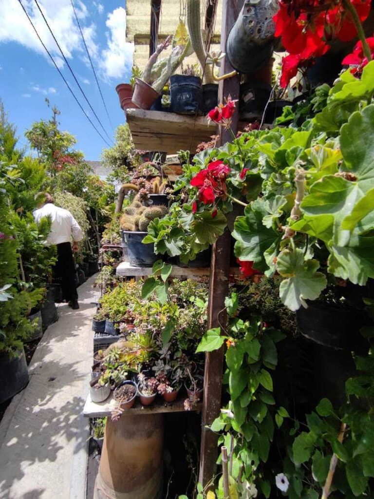 invernaderos en la ciudad de Puebla