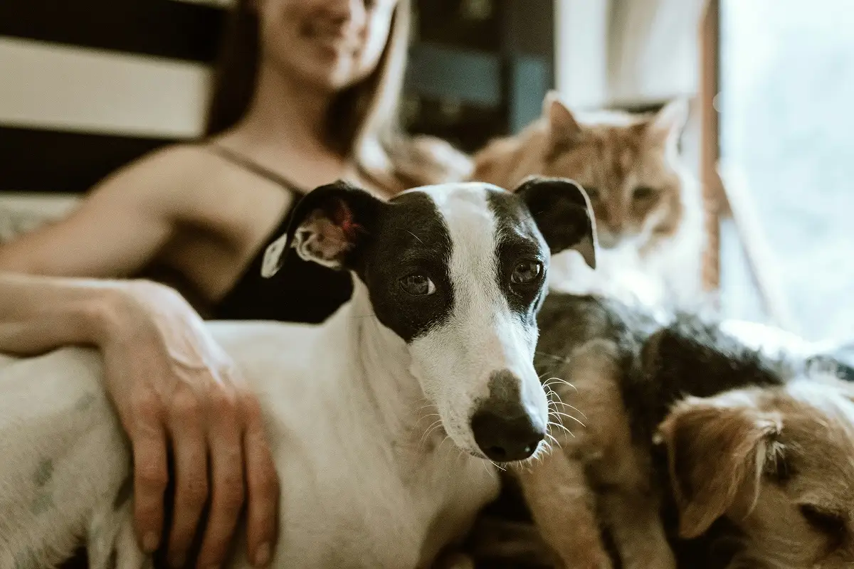 Día Internacional de los Derechos de los Animales: ¿Por qué se conmemora el 10 de diciembre? 1 Día Internacional de los Derechos de los Animales ¿Por qué se conmemora el 10 de diciembre