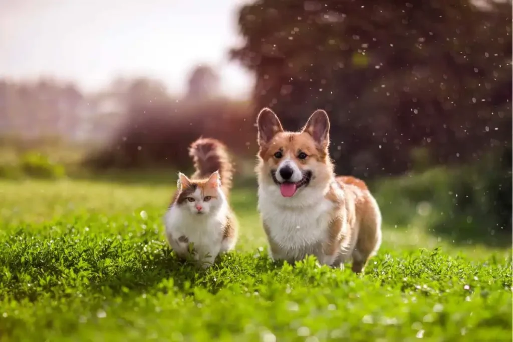Secretaría de Medio Ambiente presentó 39 denuncias por maltrato animal en Puebla