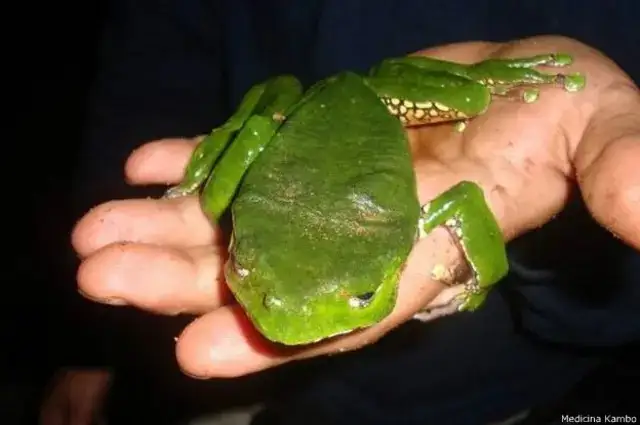 Kambó, el veneno de rana que mató a la actriz Marcela Alcázar