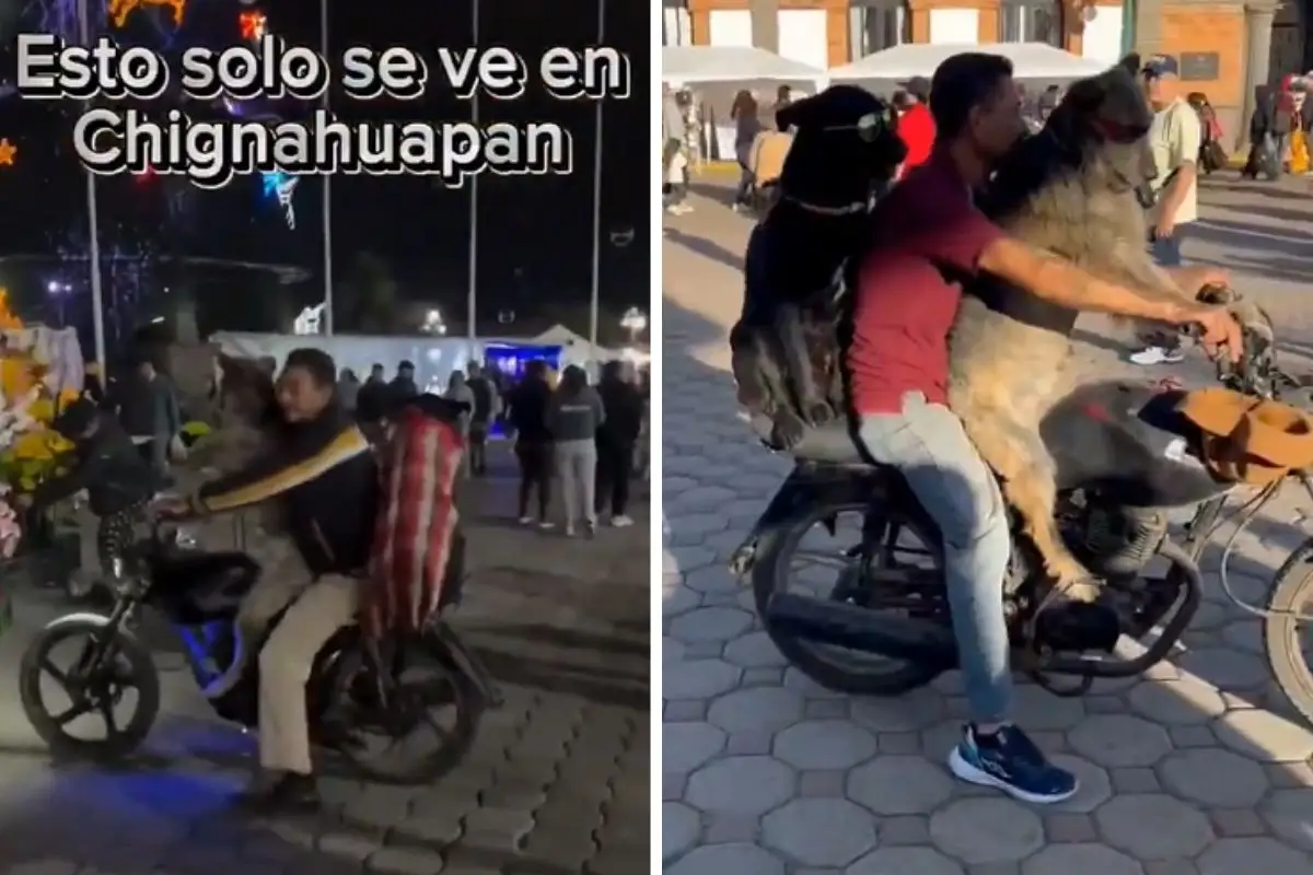 (VIDEO) Así se ven los perritos motociclistas de Chignahuapan que impactaron a las redes sociales 1 (VIDEO) Así se ven los perritos motociclistas de Chignahuapan que impactaron a las redes sociales
