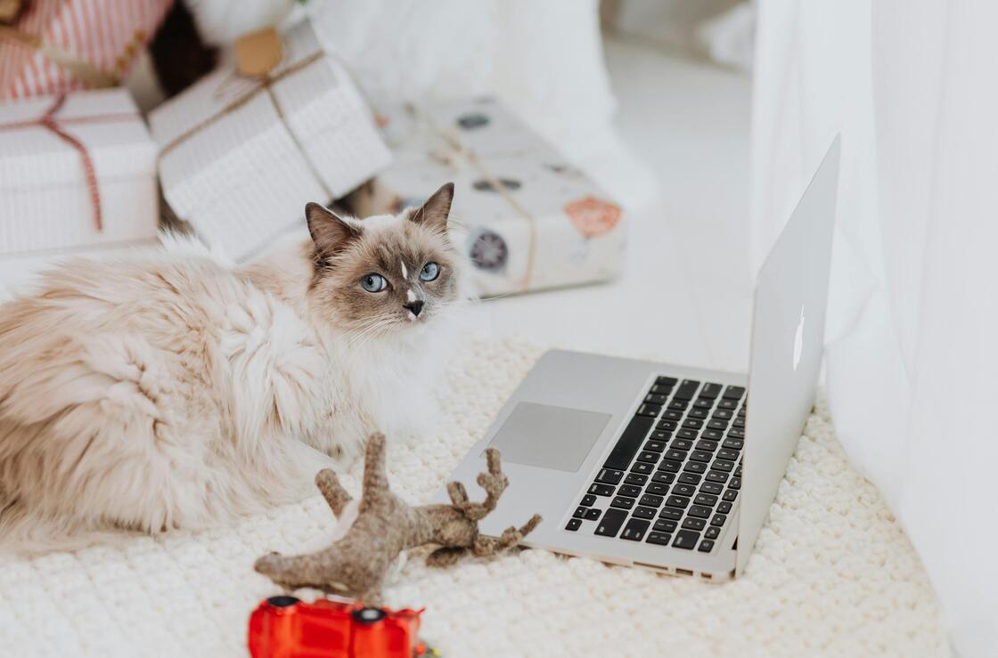 Estos son los mejores regalos de navidad para mascotas
