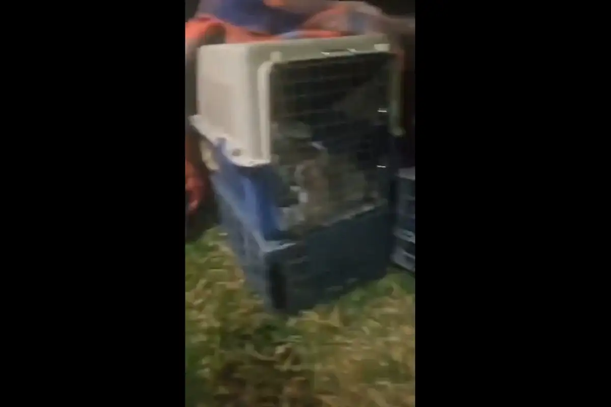 VIDEO: Así fue el rescate de más de 60 gatos en Amozoc que vivían en extrema precariedad 1 Así fue el rescate de más de 60 gatos en Amozoc