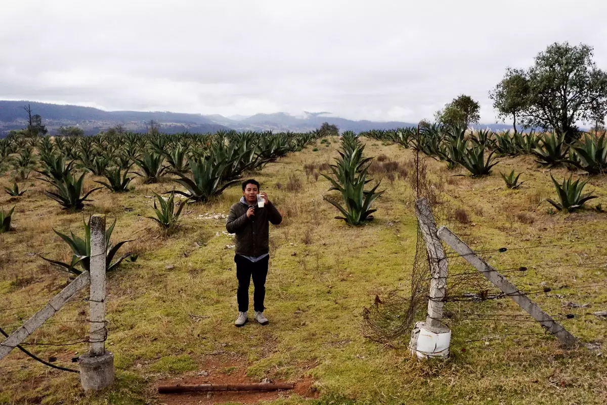 Así es la Ruta del Pulque en Zacatlán: promocionas y fechas