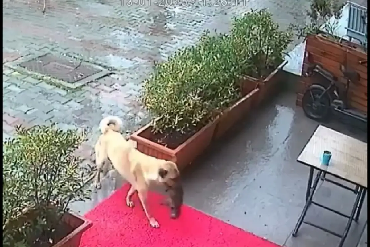 VIDEO: Perra lleva a su cachorro al veterinario al borde de la muerte 1 Perra lleva a su cachorro al veterinario porque su corazón se detuvo por el frío