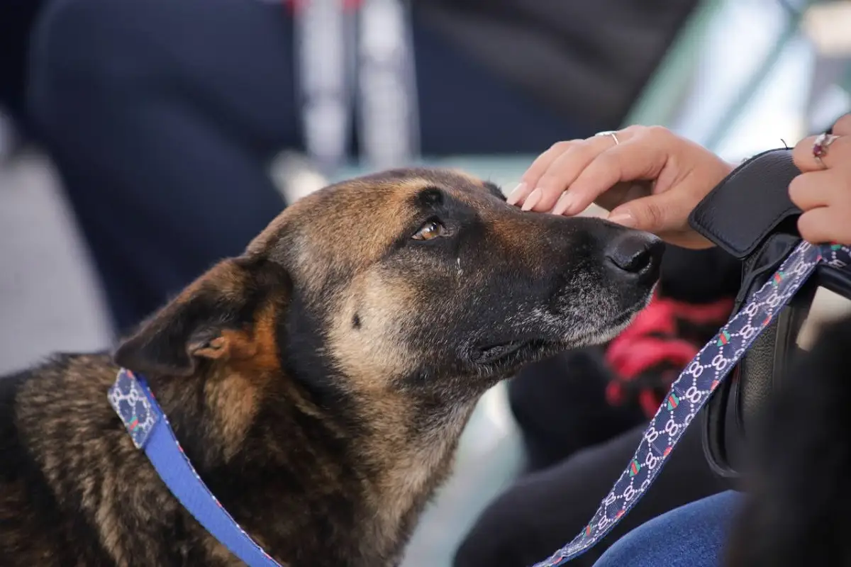 San Andrés Cholula invita a su Primera Carrera Canina 1 San Andrés Cholula invita a su Primera Carrera Canina