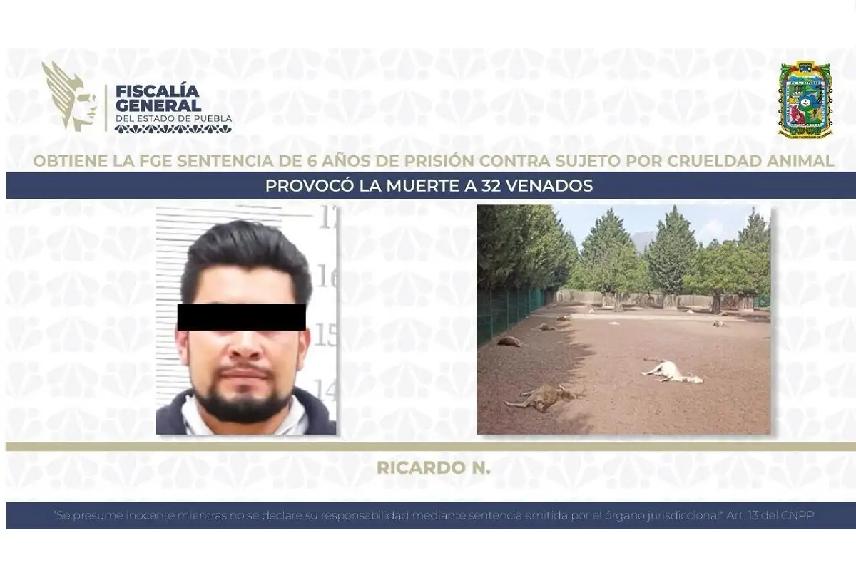 Sentencian a 6 años de prisión a sujeto que provocó la muerte de 32 venados en Puebla 1 Sentencian a 6 años de prisión a sujeto que provocó la muerte a 32 venados en Puebla