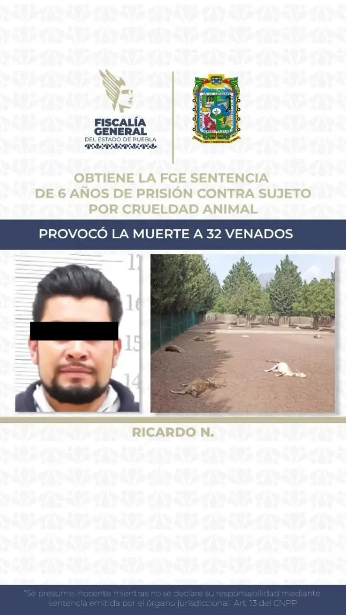Sentencian a 6 años de prisión a sujeto que provocó la muerte a 32 venados en Puebla