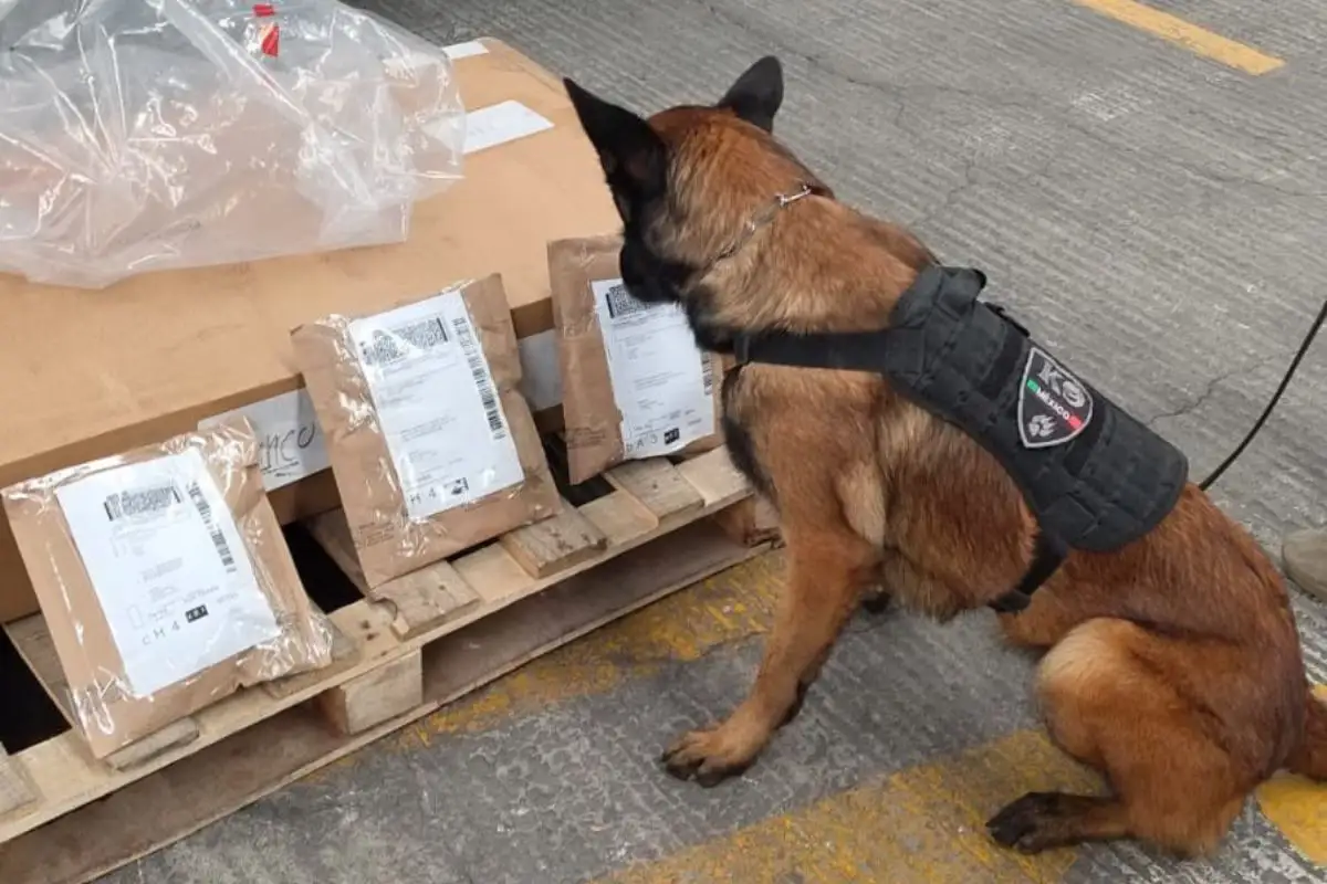 Policía de Puebla asegura droga en el Estafeta de San Jerónimo Caleras 1 Policía de Puebla asegura droga en el Estafeta de San Jerónimo Caleras