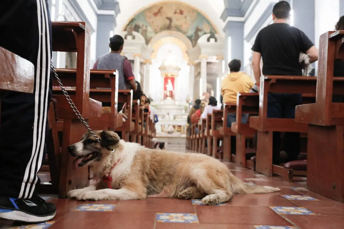 ¿Por qué se celebra el 17 de enero el Día Mundial de Bendecir a los Animales? 3 ¿Por qué se celebra el 17 de enero el Día Mundial de Bendecir a los Animales?