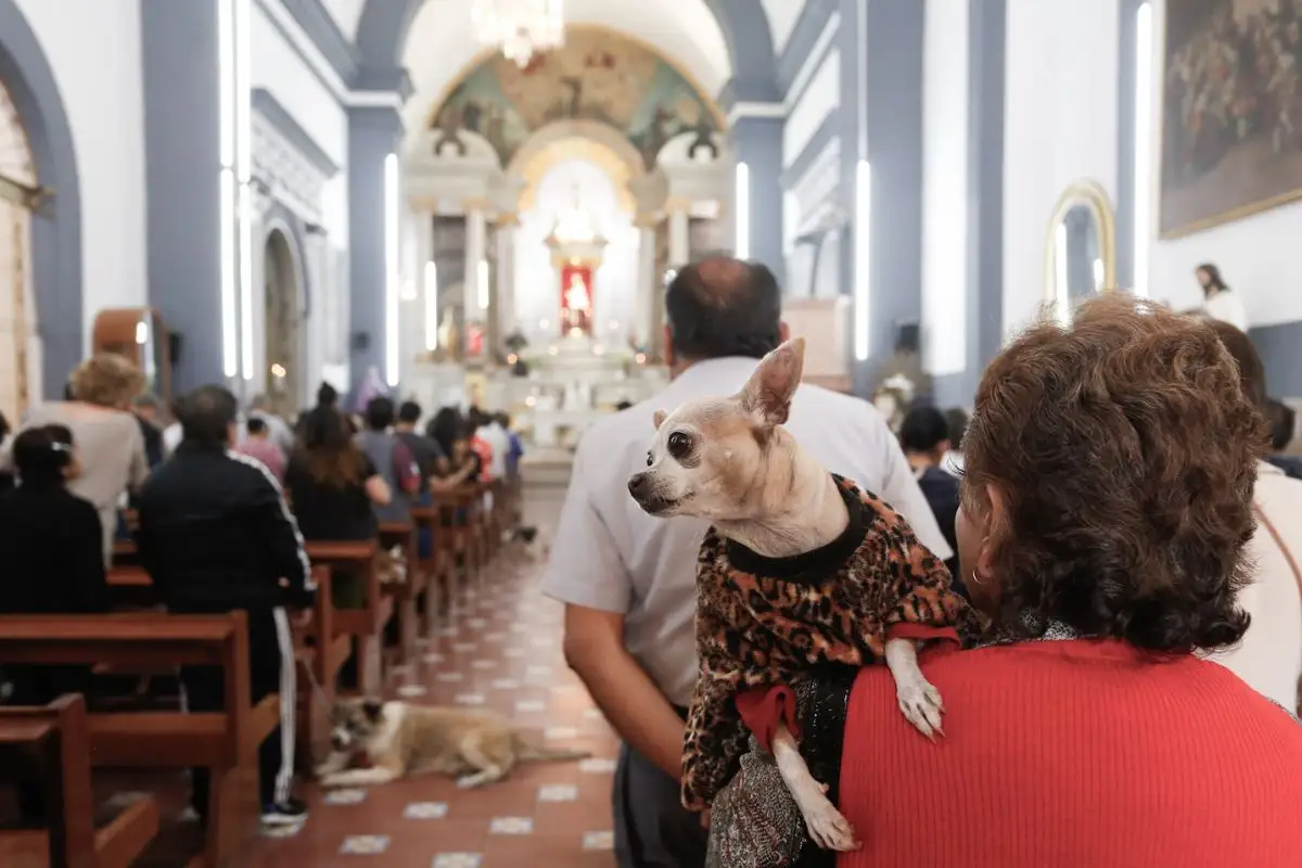 ¿Por qué se celebra el 17 de enero el Día Mundial de Bendecir a los Animales? 4 ¿Por qué se celebra el 17 de enero el Día Mundial de Bendecir a los Animales?
