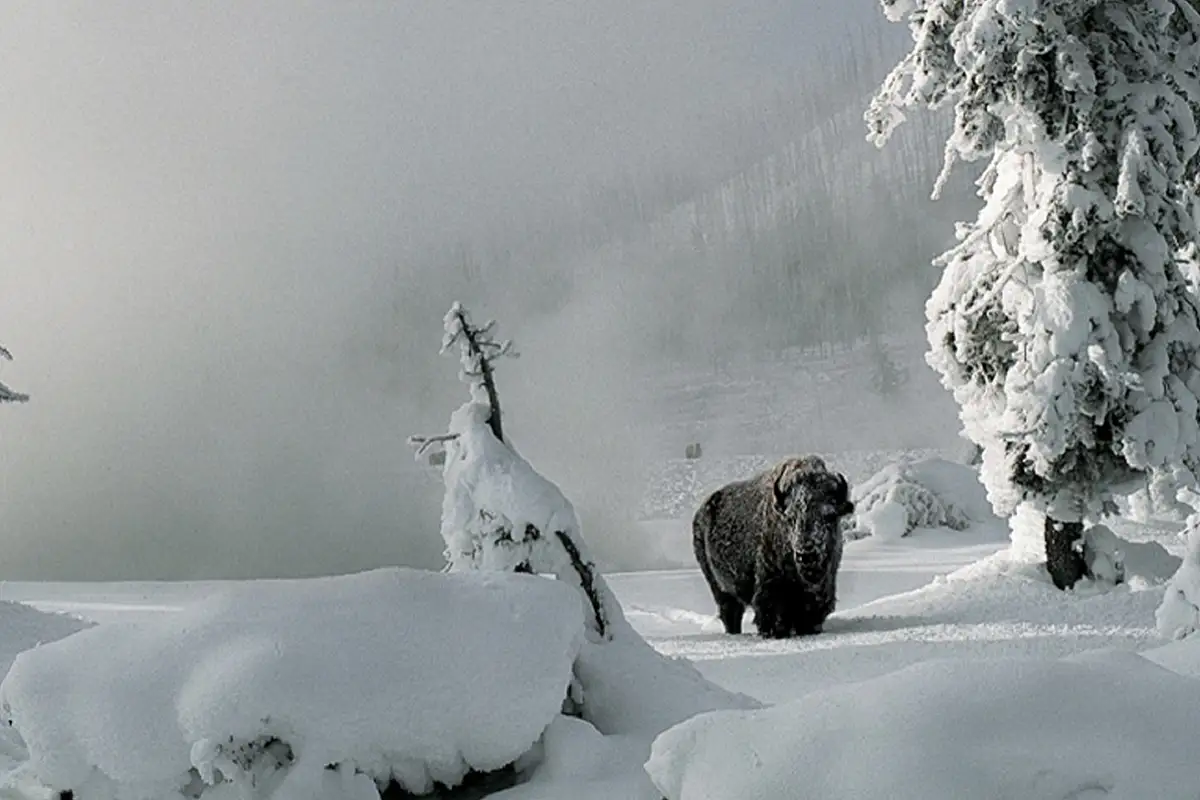 ¿Por qué el 21 de enero se celebra el Día Mundial de la Nieve? 1 Por qué el 21 de enero se celebra el Día Mundial de la Nieve