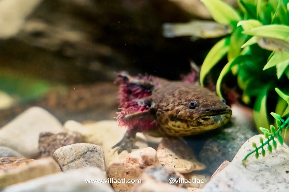 Villa Atl te invita a celebrar el Día Nacional del Ajolote con estas actividades en Puebla